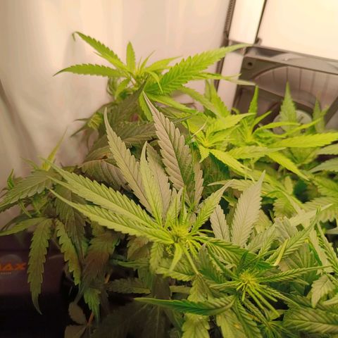 Luna und Doriane "Max Powers"  growlog timeline photo