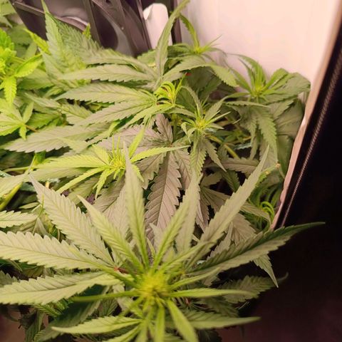 Luna und Doriane "Max Powers"  growlog timeline photo