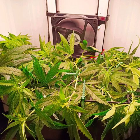 Luna und Doriane "Max Powers"  growlog photo: Scrog LST 