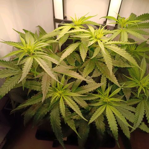 Luna und Doriane "Max Powers"  growlog photo: Gegossen 