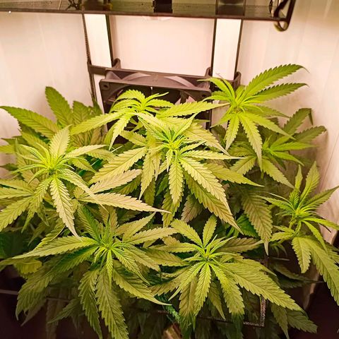 Luna und Doriane "Max Powers"  growlog timeline photo