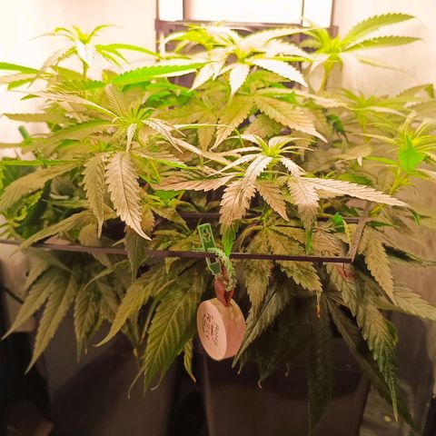 Luna und Doriane "Max Powers"  growlog timeline photo
