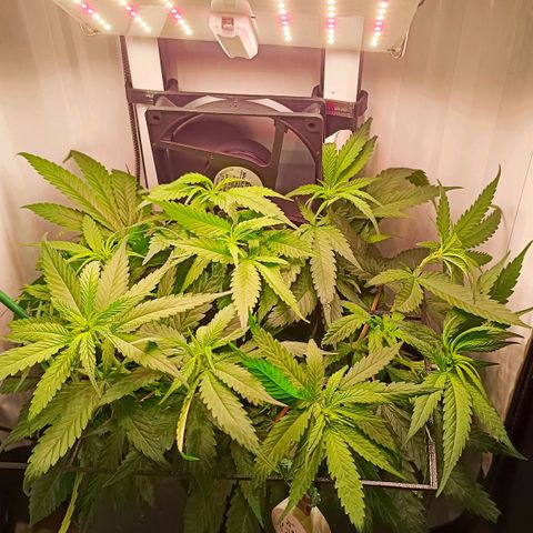 Luna und Doriane "Max Powers"  growlog timeline photo