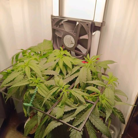 Luna und Doriane "Max Powers"  growlog photo: Gegossen, LST, Wochenende abw. 