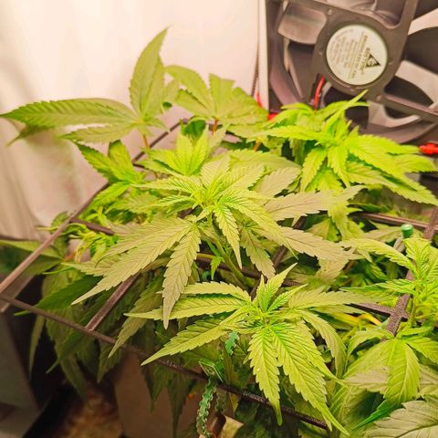 Luna und Doriane "Max Powers"  growlog timeline photo