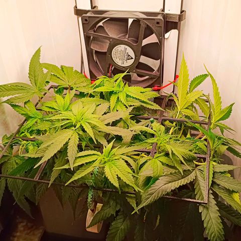 Luna und Doriane "Max Powers"  growlog timeline photo