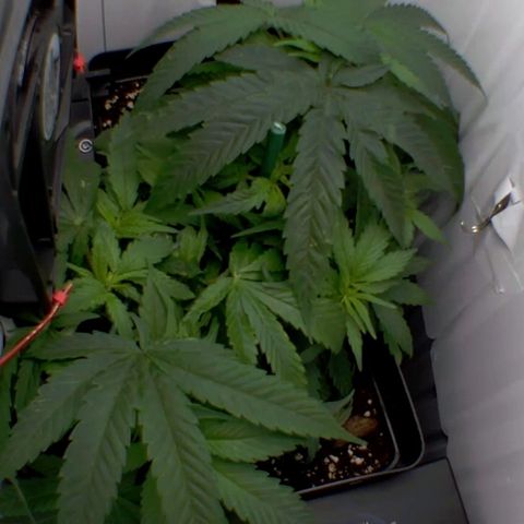 Luna und Doriane "Max Powers"  growlog timeline photo
