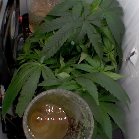 Luna und Doriane "Max Powers"  growlog photo: Gegossen, ein paar Tage abw. Daher kostengünstige Bewässerung ausprobiert. 