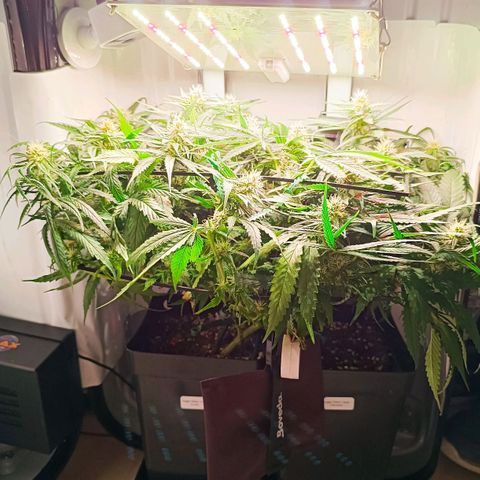Luna und Doriane "Max Powers"  growlog timeline photo