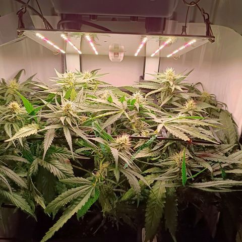 Luna und Doriane "Max Powers"  growlog timeline photo