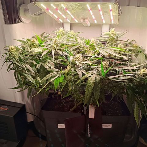 Luna und Doriane "Max Powers"  growlog timeline photo