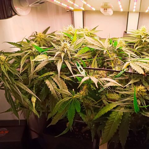 Luna und Doriane "Max Powers"  growlog timeline photo