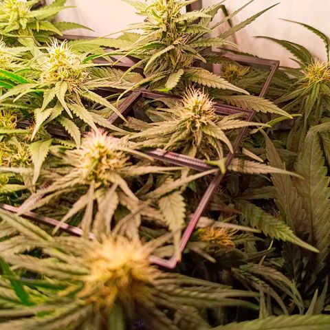 Luna und Doriane "Max Powers"  growlog timeline photo