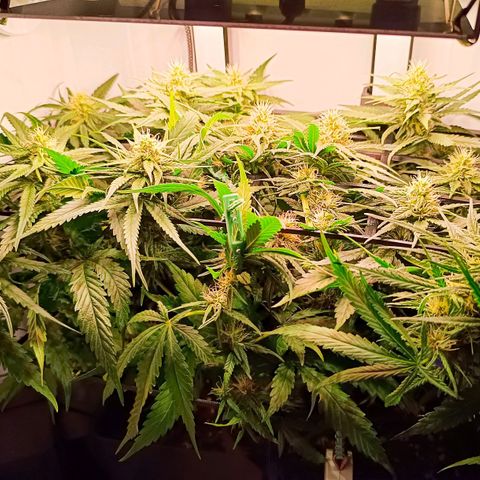 Luna und Doriane "Max Powers"  growlog timeline photo