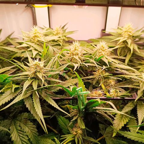 Luna und Doriane "Max Powers"  growlog timeline photo