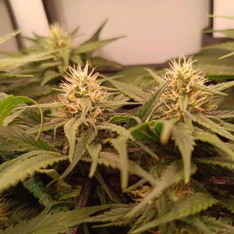Luna und Doriane "Max Powers"  growlog timeline photo