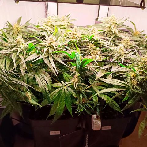 Luna und Doriane "Max Powers"  growlog timeline photo