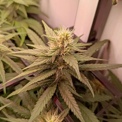 Luna und Doriane "Max Powers"  growlog photo: Ein wenig Grünpflegearbeiten 