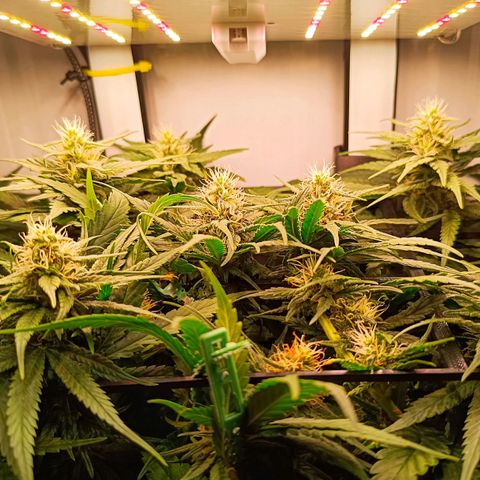 Luna und Doriane "Max Powers"  growlog photo: Ein wenig Grünpflegearbeiten 