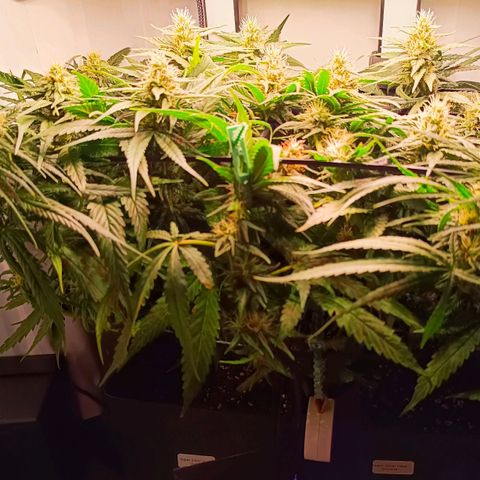 Luna und Doriane "Max Powers"  growlog timeline photo