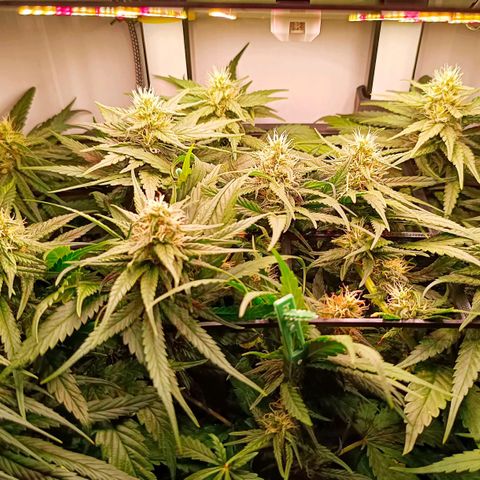 Luna und Doriane "Max Powers"  growlog timeline photo