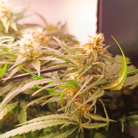 Luna und Doriane "Max Powers"  growlog timeline photo