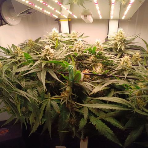 Luna und Doriane "Max Powers"  growlog timeline photo