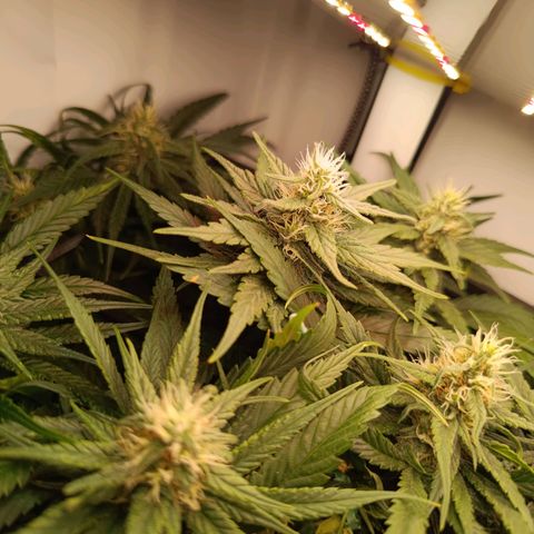 Luna und Doriane "Max Powers"  growlog timeline photo