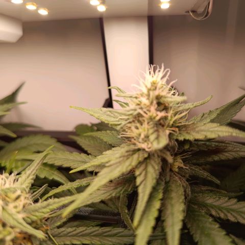 Luna und Doriane "Max Powers"  growlog timeline photo