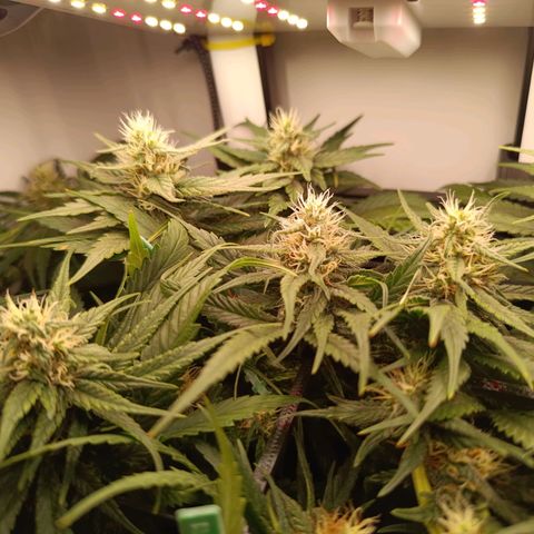 Luna und Doriane "Max Powers"  growlog timeline photo