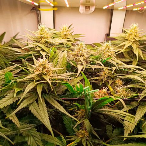 Luna und Doriane "Max Powers"  growlog timeline photo