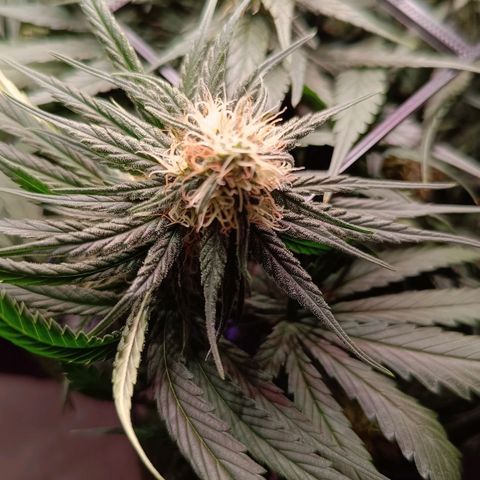 Luna und Doriane "Max Powers"  growlog timeline photo