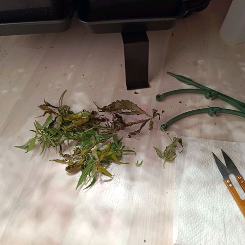 Luna und Doriane "Max Powers"  growlog timeline photo