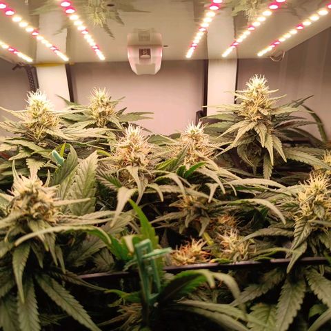 Luna und Doriane "Max Powers"  growlog timeline photo