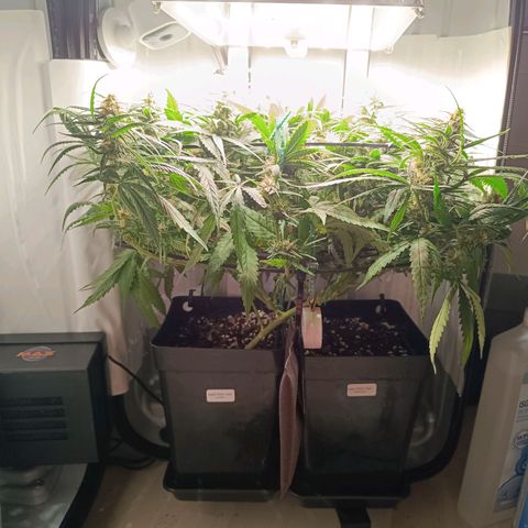 Luna und Doriane "Max Powers"  growlog timeline photo