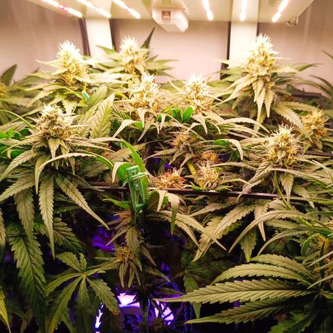 Luna und Doriane "Max Powers"  growlog timeline photo