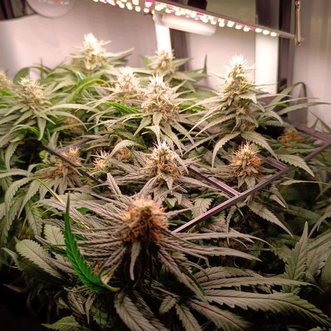 Luna und Doriane "Max Powers"  growlog timeline photo