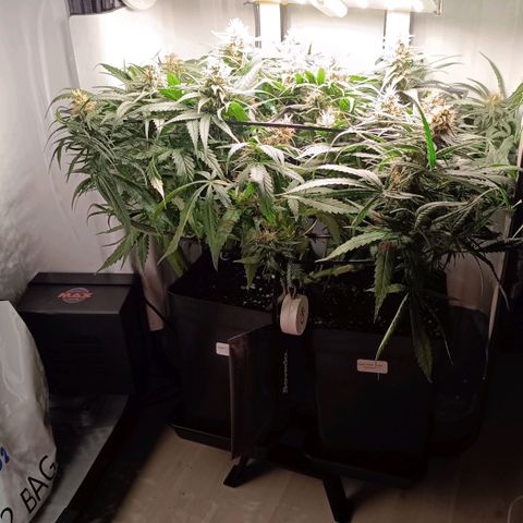 Luna und Doriane "Max Powers"  growlog timeline photo