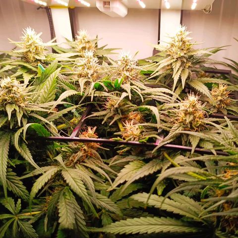 Luna und Doriane "Max Powers"  growlog timeline photo