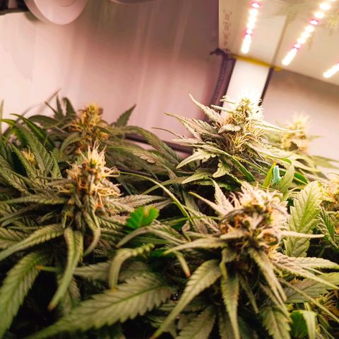 Luna und Doriane "Max Powers"  growlog timeline photo