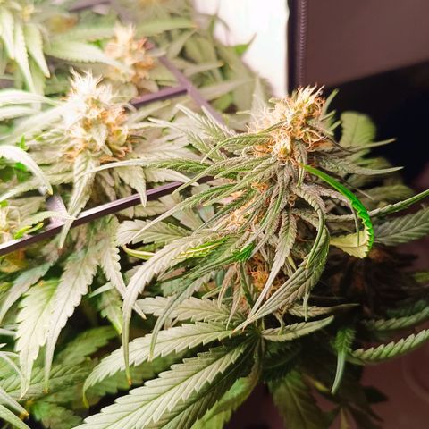 Luna und Doriane "Max Powers"  growlog timeline photo