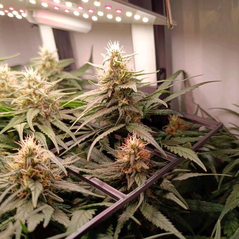 Luna und Doriane "Max Powers"  growlog timeline photo