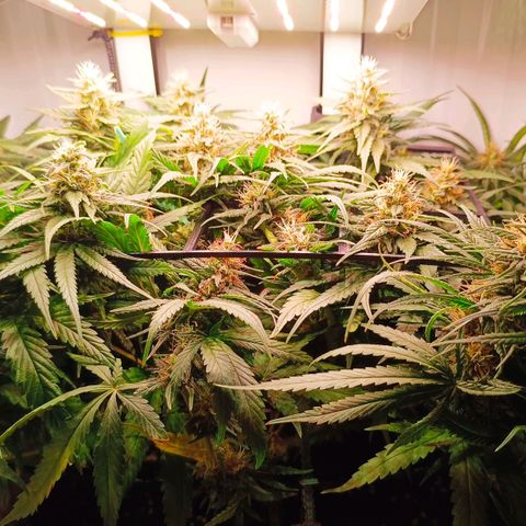 Luna und Doriane "Max Powers"  growlog timeline photo