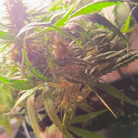 Luna und Doriane "Max Powers"  growlog timeline photo