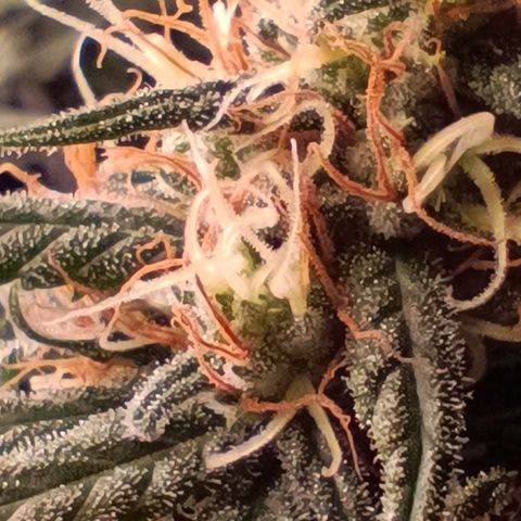 Luna und Doriane "Max Powers"  growlog timeline photo