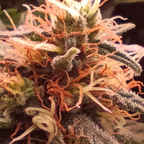 Luna und Doriane "Max Powers"  growlog timeline photo