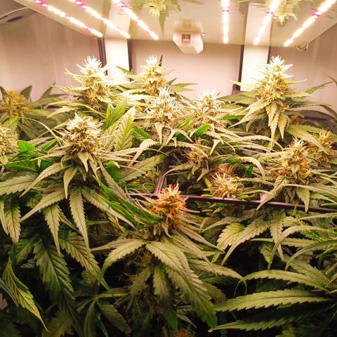 Luna und Doriane "Max Powers"  growlog timeline photo