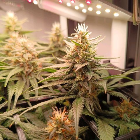 Luna und Doriane "Max Powers"  growlog timeline photo