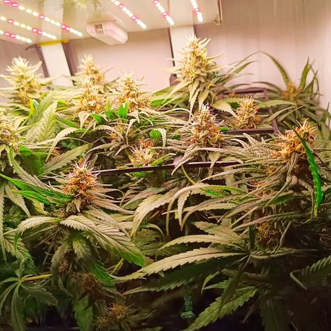 Luna und Doriane "Max Powers"  growlog timeline photo