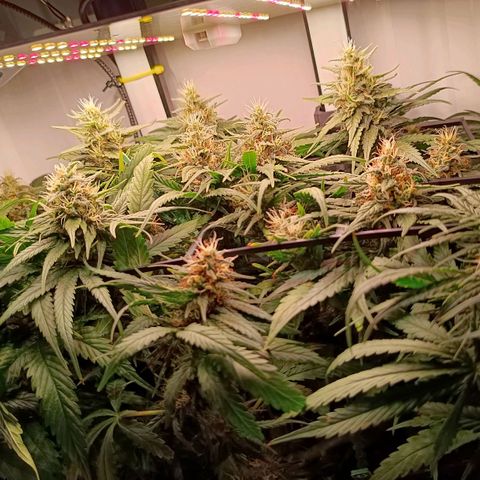 Luna und Doriane "Max Powers"  growlog timeline photo